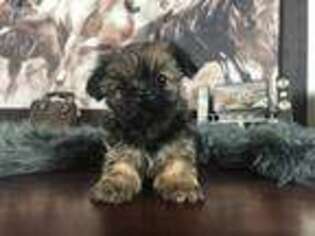 Mutt Puppy for sale in Cusseta, GA, USA