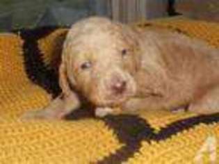 Labradoodle Puppy for sale in HOMER CITY, PA, USA