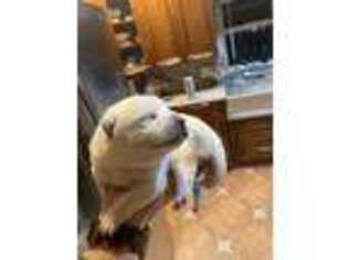 Shiba Inu Puppy for sale in Lehigh Acres, FL, USA