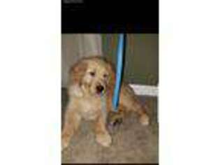 Golden Retriever Puppy for sale in Wamego, KS, USA