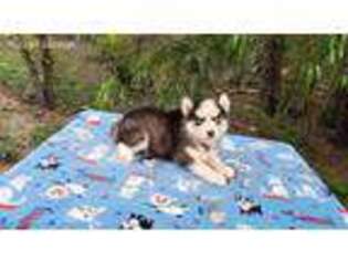 Siberian Husky Puppy for sale in Floral City, FL, USA