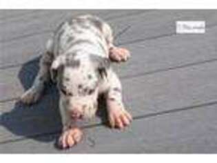 Great Dane Puppy for sale in Richmond, IN, USA