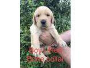 Golden Retriever Puppy for sale in Calhoun, GA, USA