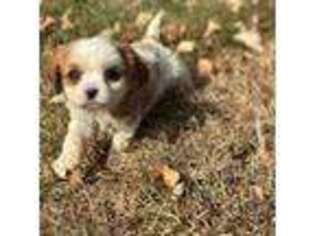 Cavalier King Charles Spaniel Puppy for sale in Hillsboro, OH, USA