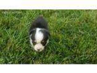 Pembroke Welsh Corgi Puppy for sale in Custer, MT, USA