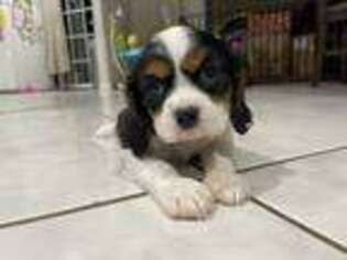 Cavalier King Charles Spaniel Puppy for sale in Upland, CA, USA