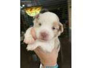 Miniature Australian Shepherd Puppy for sale in Show Low, AZ, USA