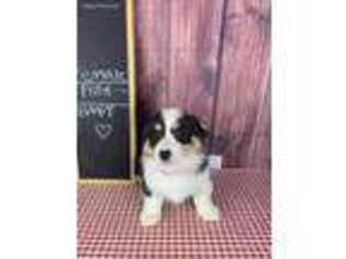 Pembroke Welsh Corgi Puppy for sale in Monmouth, ME, USA