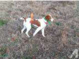 Brittany Puppy for sale in RICHLANDS, NC, USA