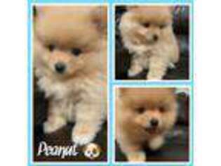 Pomeranian Puppy for sale in Downey, CA, USA