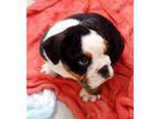 Bulldog Puppy for sale in Leroy, MI, USA
