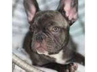 French Bulldog Puppy for sale in Boone, IA, USA