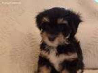 Havanese Puppy for sale in Kennewick, WA, USA