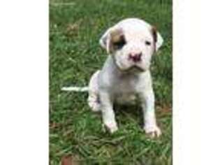 Alapaha Blue Blood Bulldog Puppy for sale in Kentwood, LA, USA