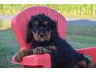 Cavalier King Charles Spaniel Puppy for sale in Lewisburg, PA, USA