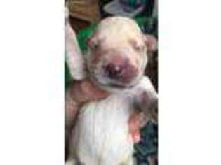 Labradoodle Puppy for sale in Boaz, AL, USA