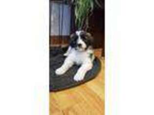 Saint Berdoodle Puppy for sale in Huntsville, OH, USA