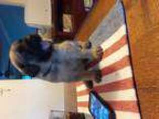 Mastiff Puppy for sale in WOLCOTT, CT, USA
