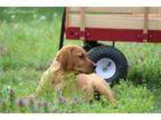 Labrador Retriever Puppy for sale in Sissonville, WV, USA