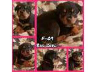 Rottweiler Puppy for sale in Greenfield, IN, USA