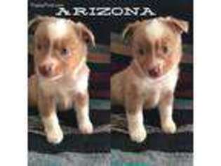 Miniature Australian Shepherd Puppy for sale in Goliad, TX, USA