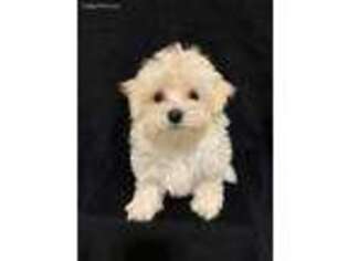 Maltese Puppy for sale in Commack, NY, USA