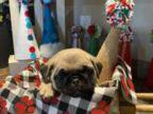 Pug Puppy for sale in Kent, WA, USA