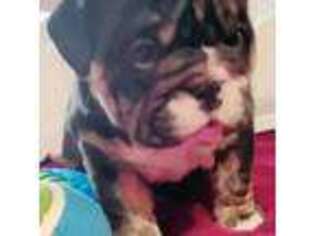 Bulldog Puppy for sale in Lytle, TX, USA