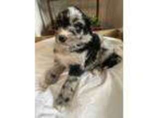 Mutt Puppy for sale in Byron Center, MI, USA