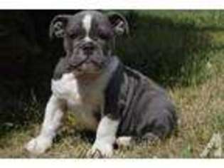 Bulldog Puppy for sale in BRICE, OH, USA
