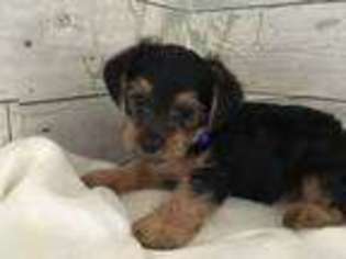 Yorkshire Terrier Puppy for sale in Millington, MD, USA