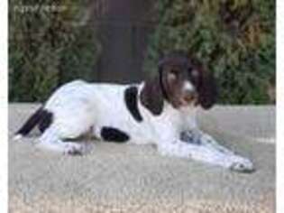 German Shorthaired Pointer Puppy for sale in Surprise, AZ, USA