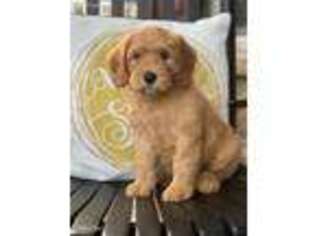 Labradoodle Puppy for sale in Florence, NJ, USA