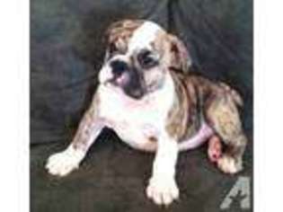 Bulldog Puppy for sale in ANTHONY, NM, USA