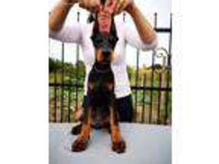 Doberman Pinscher Puppy for sale in Katy, TX, USA