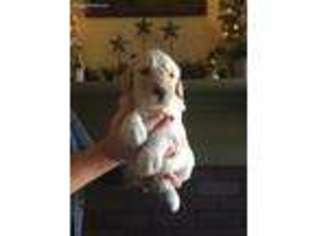 Goldendoodle Puppy for sale in Scottsville, VA, USA