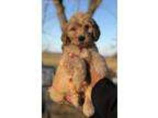 Goldendoodle Puppy for sale in Merced, CA, USA