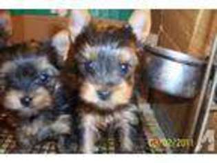 Yorkshire Terrier Puppy for sale in MISHAWAKA, IN, USA