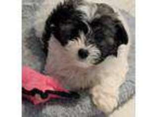 Coton de Tulear Puppy for sale in Rainier, WA, USA