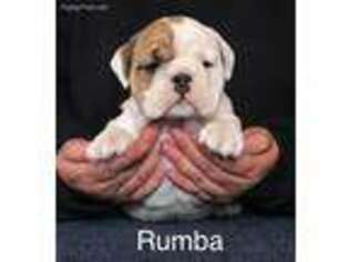 Bulldog Puppy for sale in La Harpe, KS, USA
