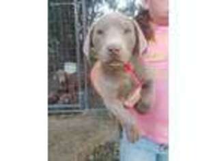 Labrador Retriever Puppy for sale in Terreton, ID, USA