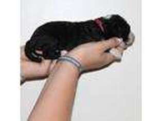 Mutt Puppy for sale in New Weston, OH, USA