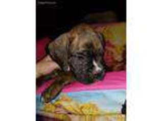 Boxer Puppy for sale in Star City, AR, USA