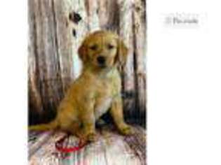 Golden Retriever Puppy for sale in Saint Louis, MO, USA