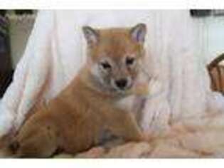 Shiba Inu Puppy for sale in Riceville, IA, USA
