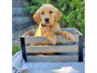 Golden Retriever Puppy for sale in Middlebury, IN, USA