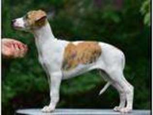 Whippet Puppy for sale in LEXINGTON, VA, USA