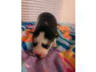 Siberian Husky Puppy for sale in Muldraugh, KY, USA