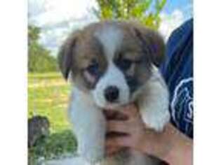 Pembroke Welsh Corgi Puppy for sale in Weirsdale, FL, USA