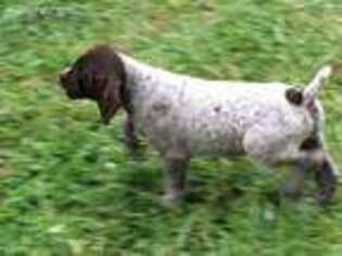 German Wirehaired Pointer Puppy for sale in Parsons, KS, USA